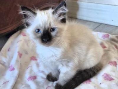 Spudders - Ragdoll - Gallery Photo #1