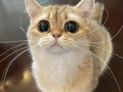 British Shorthair Golden Female Retired - British Shorthair - Gallery Photo #1