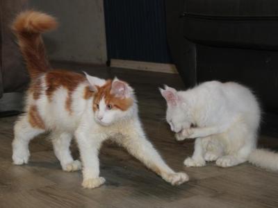 Omega Tica Health Tested Parents - Maine Coon - Gallery Photo #1