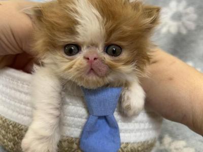 Smiley - Persian - Gallery Photo #1
