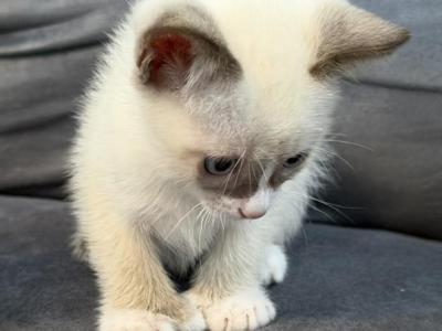 Siamese Kitten - Siamese - Gallery Photo #1