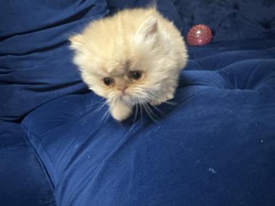 Daisy  Litter - Persian - Gallery Photo #1