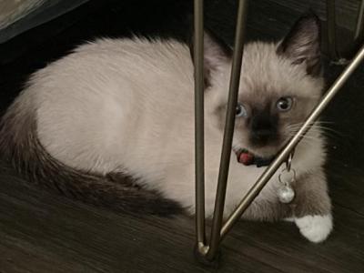 Chocolate Point Snowshoe Kittens - Siamese - Gallery Photo #1