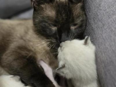 Adorable Siamese Kitten - Siamese - Gallery Photo #1