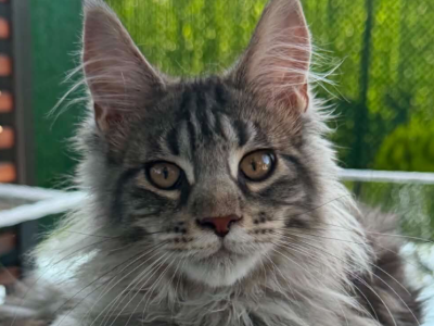 Stivin - Maine Coon - Gallery Photo #1