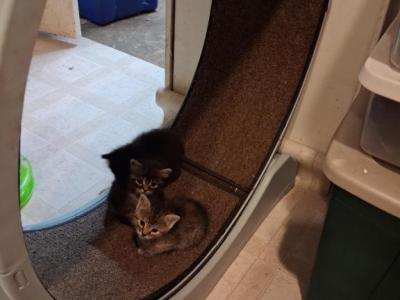American Short Hair  Siamese - American Shorthair - Gallery Photo #1