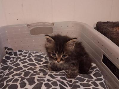 American Short Hair  Siamese - American Shorthair - Gallery Photo #1