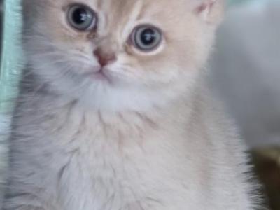 Elisabeth - British Shorthair - Gallery Photo #1