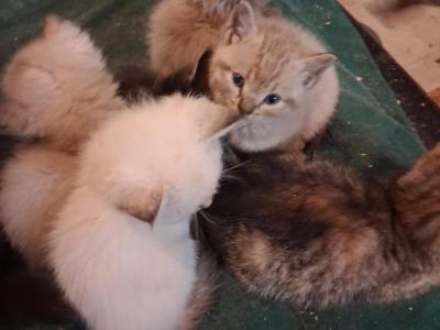 Color Point - Colorpoint Shorthair - Gallery Photo #1