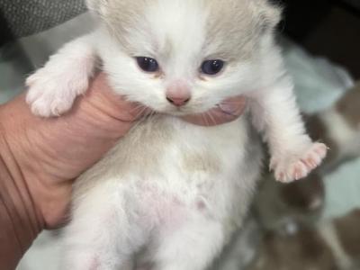 Bella2 Litter - British Shorthair - Gallery Photo #1
