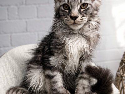 Angel - Polydactyl - Gallery Photo #1