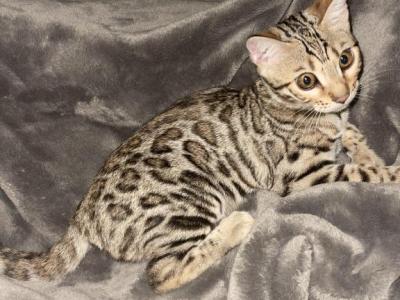 Blossom - Bengal - Gallery Photo #1