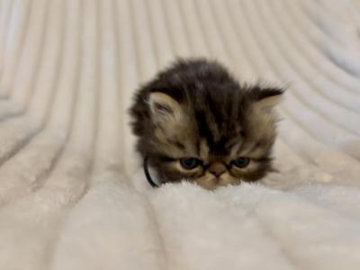 Phil - Persian - Gallery Photo #1