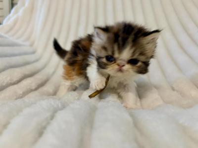 Calliope - Persian - Gallery Photo #1