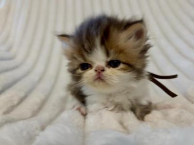 Hermes - Persian - Gallery Photo #1