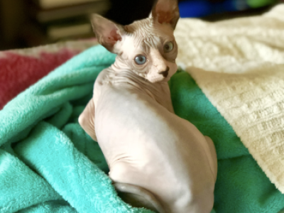 Make Kitten - Sphynx - Gallery Photo #1