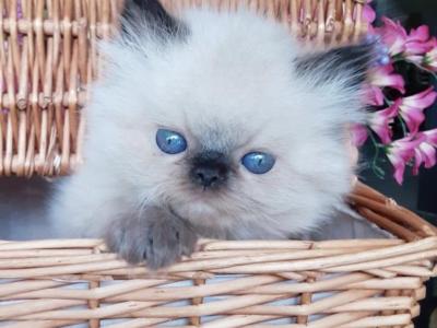 Cuties - Persian - Gallery Photo #1