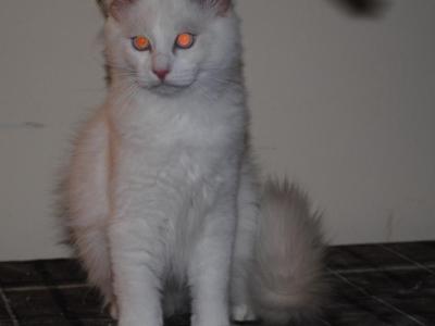Remi - Ragdoll - Gallery Photo #1