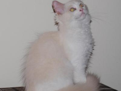 Shiloh Cheribum Ragdoll - Ragdoll - Gallery Photo #1