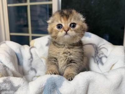 Ash - Scottish Fold - Gallery Photo #1
