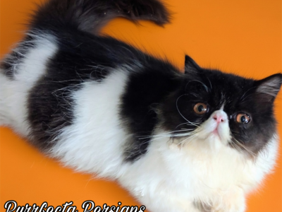 C F A Black Bicolor Male Persian Kitten - Persian - Gallery Photo #1