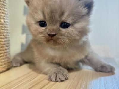 Lucas - British Shorthair - Gallery Photo #1