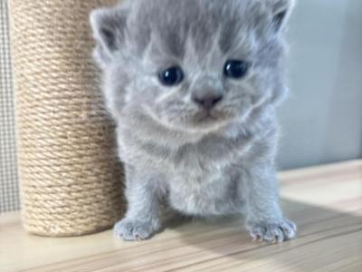 Oliver - British Shorthair - Gallery Photo #1