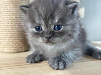 James - British Shorthair - Gallery Photo #1