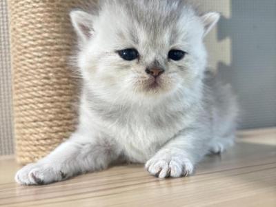 Eve - British Shorthair - Gallery Photo #1