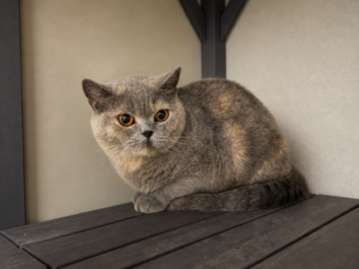 Gracie - British Shorthair - Gallery Photo #1