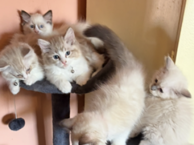 Ragdoll Kittens For Sale - Ragdoll - Gallery Photo #1
