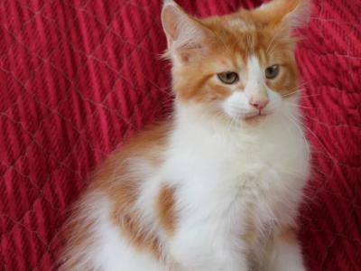 Gusto - Maine Coon - Gallery Photo #1
