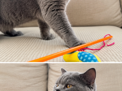 SimonBlue - British Shorthair - Gallery Photo #1