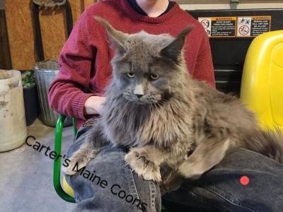 Fawn - Maine Coon - Gallery Photo #1