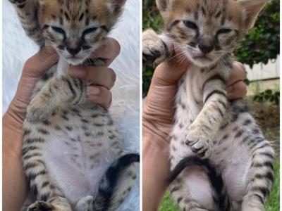 Sbt Kittens - Savannah - Gallery Photo #1