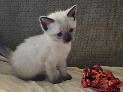 Autumn - Ragdoll - Gallery Photo #1