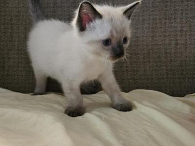 Autumn - Ragdoll - Gallery Photo #1