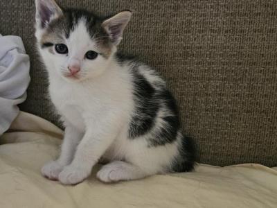 Rockie - Ragdoll - Gallery Photo #1