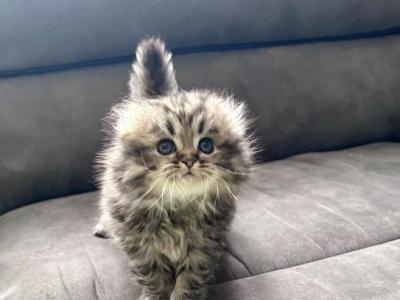 Mia - Scottish Fold - Gallery Photo #1