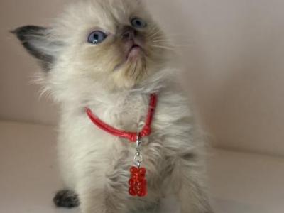 Red Collar - Ragdoll - Gallery Photo #1