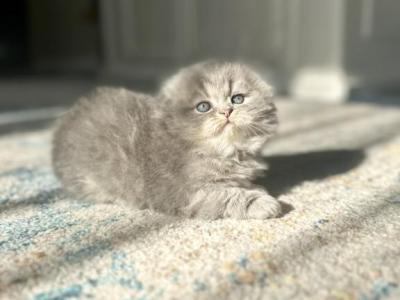 Michelle - Scottish Fold - Gallery Photo #1