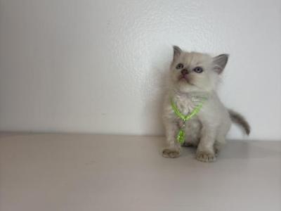 Green Collar - Ragdoll - Gallery Photo #1