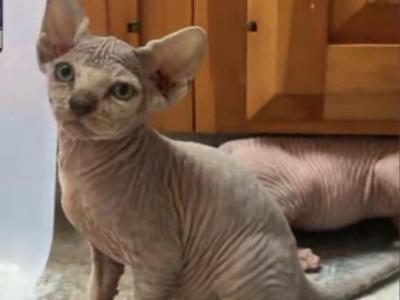 Tinkerbell - Sphynx - Gallery Photo #1