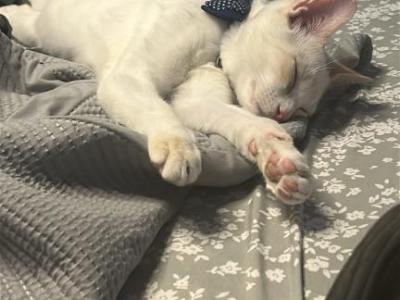 Cat - Siamese - Gallery Photo #1