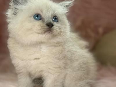 Female Ragdoll - Ragdoll - Gallery Photo #1