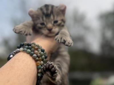Polydactyl - Polydactyl - Gallery Photo #1