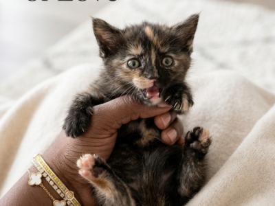Vladimir And Tee First Litter - Maine Coon - Gallery Photo #1
