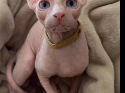 Silver - Sphynx - Gallery Photo #1