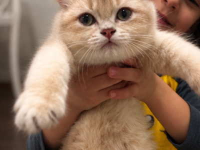 Sesame - British Shorthair - Gallery Photo #1