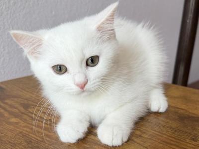 Luna - Scottish Straight - Gallery Photo #1